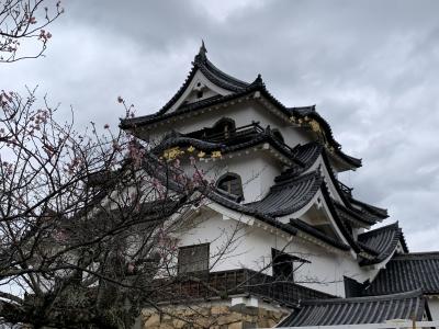 滋賀さんぽ　　②国宝　彦根城と彦根城博物館へ。