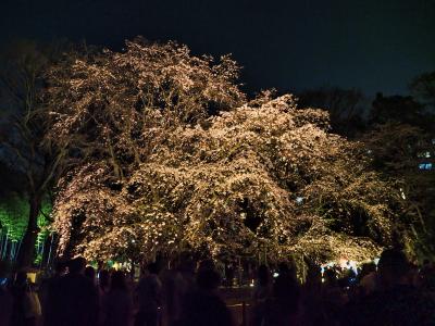 お殿様になった気分で花見