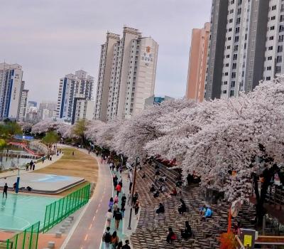 桜を求めて、慶州・釜山おばちゃん二人花見旅①～釜山・温泉川の桜並木～