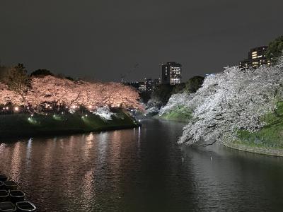 2024年4月　桜満開の千鳥ヶ淵　ライトアップの桜を堪能