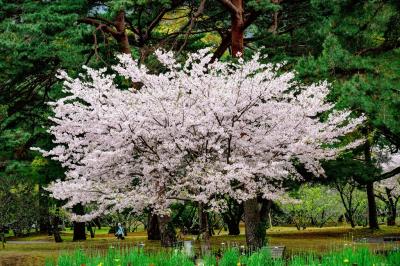 由布院と別府の桜　2024