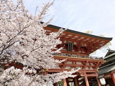 生田神社と生田川公園の桜2024