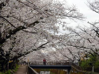 私の散歩道にも桜が咲きました　2024（世田谷　砧）