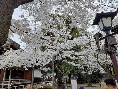 TOKYO SAKURA FLOWER 2024