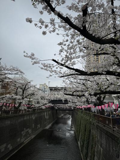 桜満開になりました！～目黒川、高級住宅街、ホテルの庭園どこもかしこも桜&#127800;