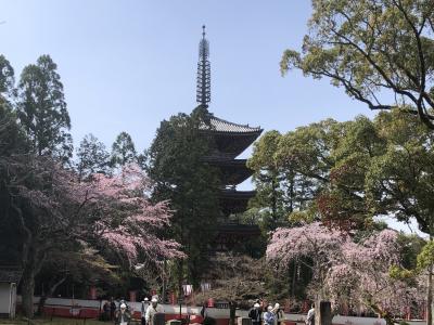 2024年3月　開花が遅れている京都の桜はどうでしょう？　その2（醍醐寺の桜）