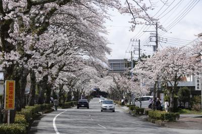 さわやかウォーキング(桜前線接近！雄大な富士に春の訪れ)御殿場 JR東海