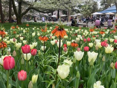 昭和記念公園、桜とチューリップ