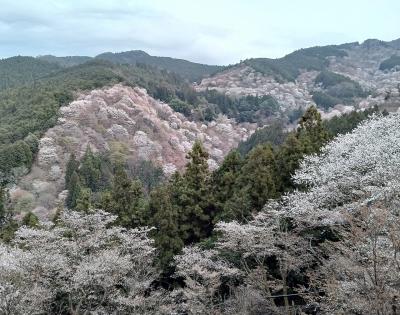 2024年4月吉野山と室生寺①吉野山