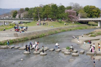 361 桜花見　出町柳から上賀茂神社へ