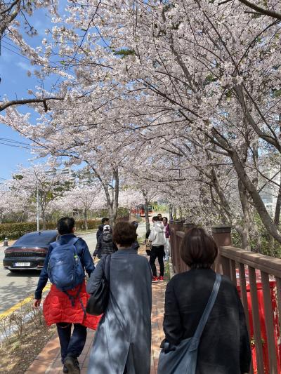 春爛漫の釜山 海雲台
