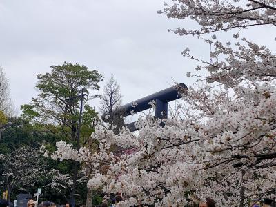 曇天の土曜日：桜を求めて千鳥ヶ淵から靖国神社へ