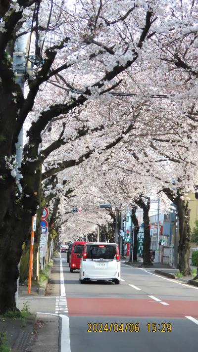 桜トンネルを見ました