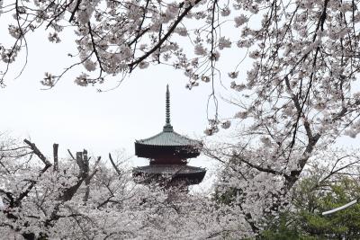 ２０２４年春&#127800;池上本門寺の桜見