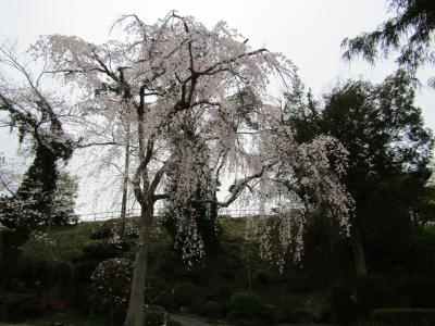 光長寺の枝垂れ桜ー2024年春