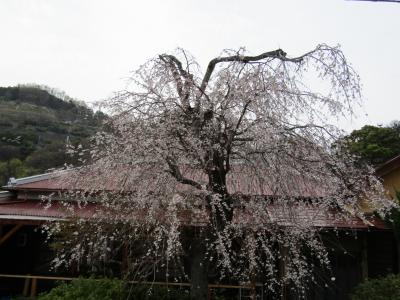 町外れの民家の枝垂れ桜