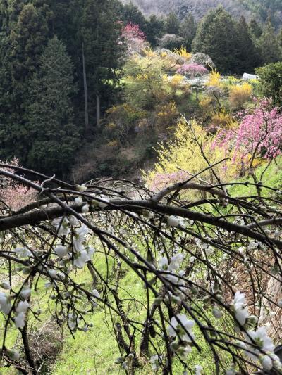 三又の花と上中のしだれ桃の里