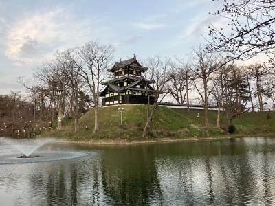 日本三大夜桜 『高田城址公園』