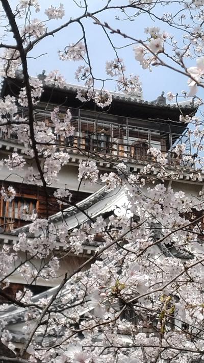広島城の桜とひろしま美術館