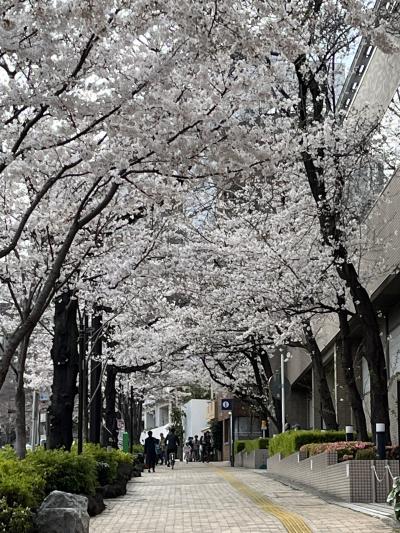 第52回文京さくらまつり開催中の播磨坂でお花見