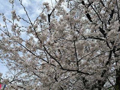 2024年度　飛鳥山の桜
