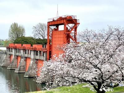 赤羽を街歩き（3/3）祝・国重要文化財登録決定の赤水門と満開の桜を見ました