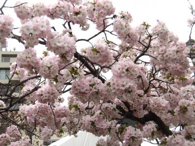 造幣局桜の通り抜けなど