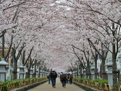 2024年桜開花状況&#9825;鎌倉＊段葛　