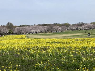 昭和記念公園　1週間後の桜ソメイヨシノは...