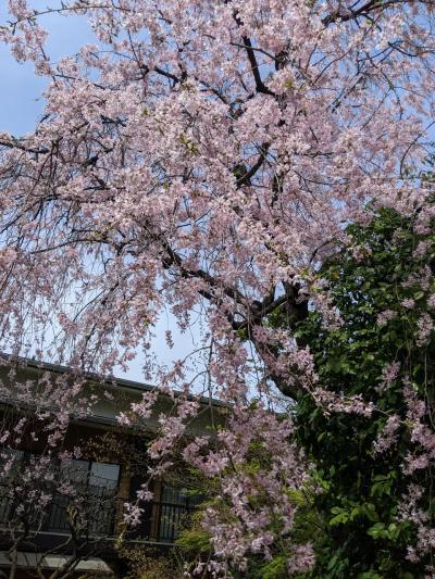 漸く開花！花見の季節！