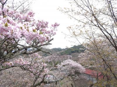 生涯一度は見たい吉野の桜