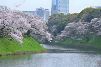 ぷらっと東京さんぽ《16》～さくら彩る千鳥ヶ淵から北の丸公園へ～