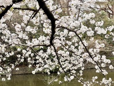 武蔵関公園のお花見