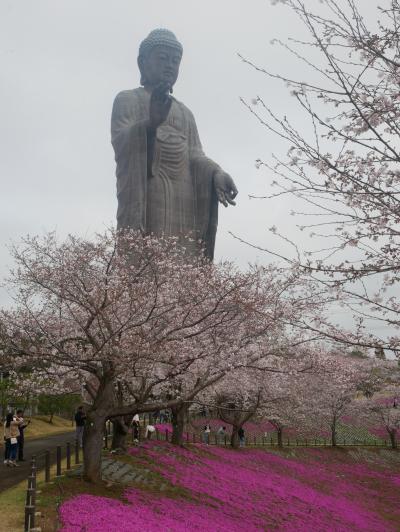 だいぶ2　満開　大仏　