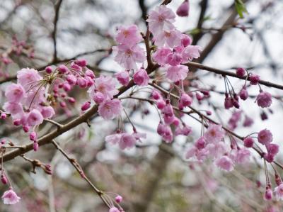 2024年桜開花状況&#9825;鎌倉＊長谷寺