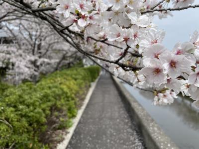 2024年04月　半田散歩　桜と運河と赤レンガ建物