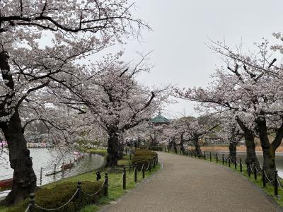2024年4月　曇天の中、上野公園・飛鳥山公園で花見