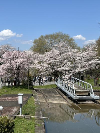 四国出張帰りに京都でお花見(^_^) vol.3 蹴上インクラインお花見編