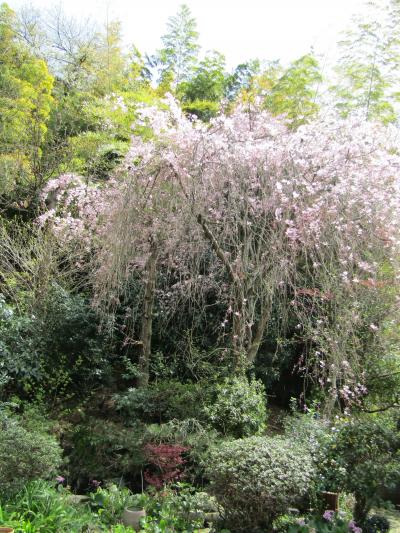 堀内家（横浜市戸塚区上倉田町）の枝垂れ桜ー2024年春