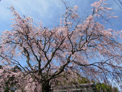 實方家（横浜市戸塚区上倉田町）の枝垂れ桜ー2024年春 