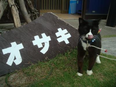 看板猫クロくんのいる民宿オサキ宿泊記。地域猫もムチムチでかわいかったです。