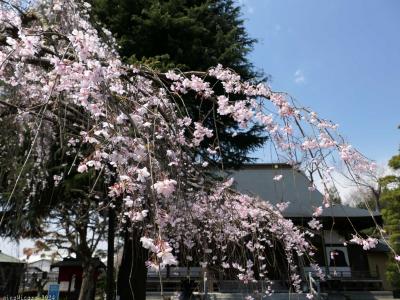 「普済寺」の枝垂れ桜_2024_山門内は５分咲き手前、東の参道脇は満開でした（館林市）