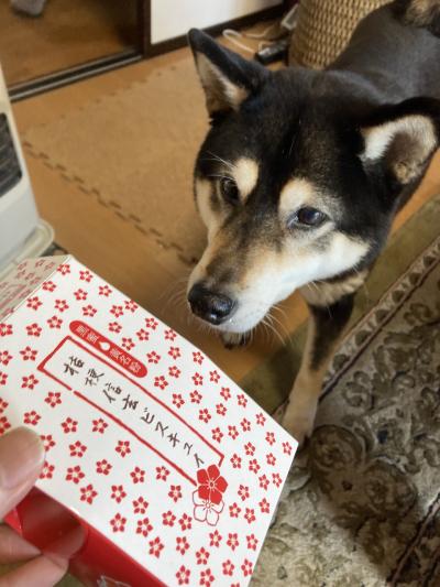 春休み親子電車の旅イン甲府