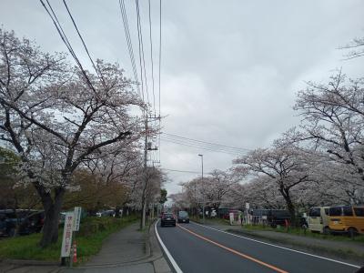 埼玉２０２４桜　【２】岩槻城址公園