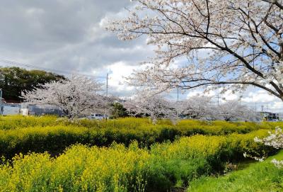 地元で花見