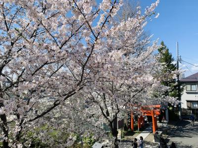 東西線沿線桜を見ながら神社巡り 最後はせっかくグルメ博覧会で買い物　靖国神社→赤城神社→穴八幡宮