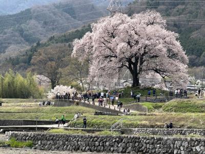 特急あずさとカーシェアで行く山梨の桜