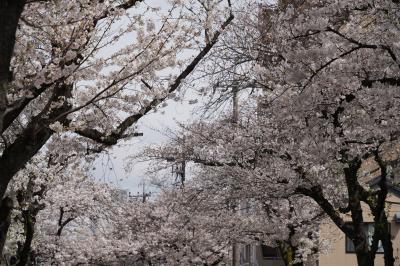 20240407-1 北千住 花曇りの大踏切通りで染井吉野が満開