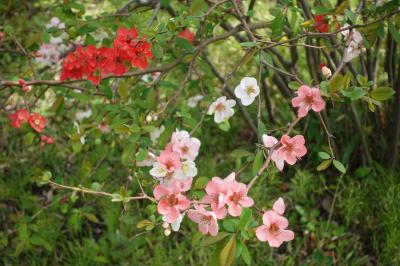 20240407-4 向島 折角近所来たんで、向島百花園。百花って事は無いかもやけど、繚乱って感じ