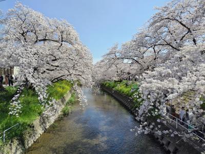 岩倉　五条川桜まつりへ